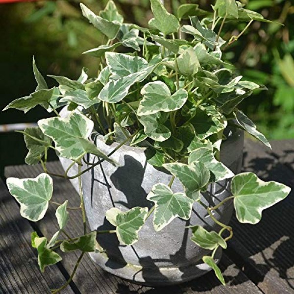 50pcs Hedera Helix 'white Wonder' English Ivy Flower 